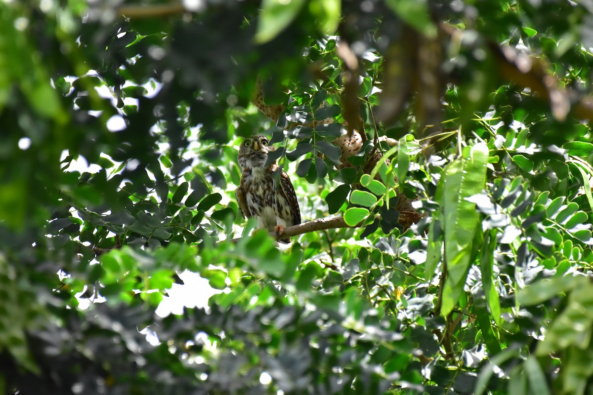 Pearl-spotted Owlet - ML628781315