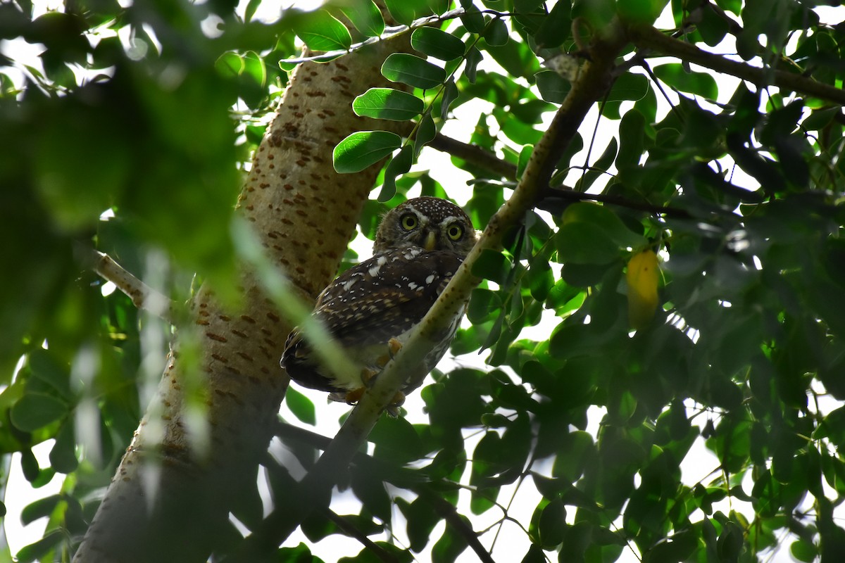 Pearl-spotted Owlet - ML628781324