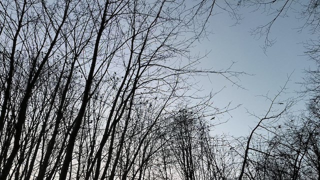 crow/raven sp. - ML628781330