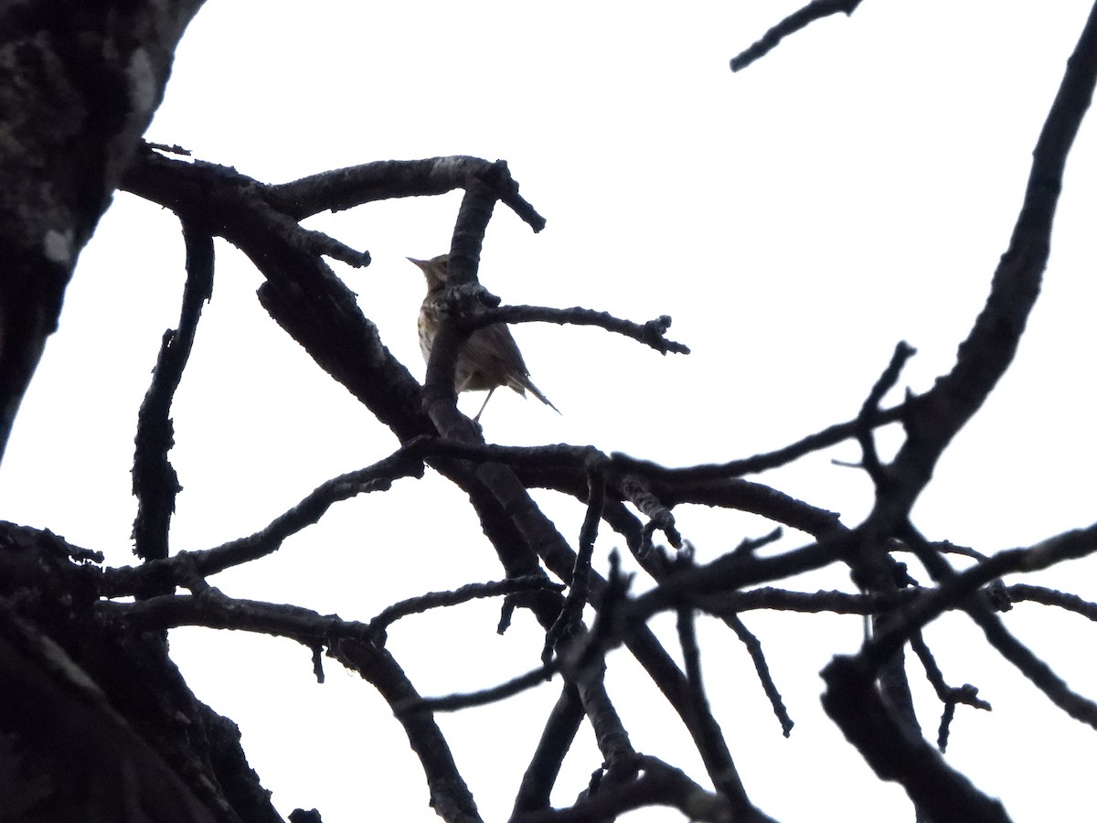 Miombo Scrub-Robin - ML628781804