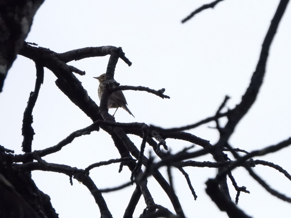 Miombo Scrub-Robin - ML628781805