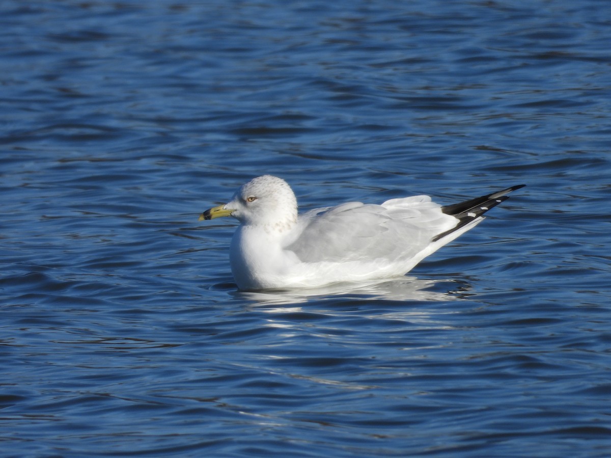 ringnebbmåke - ML628781837
