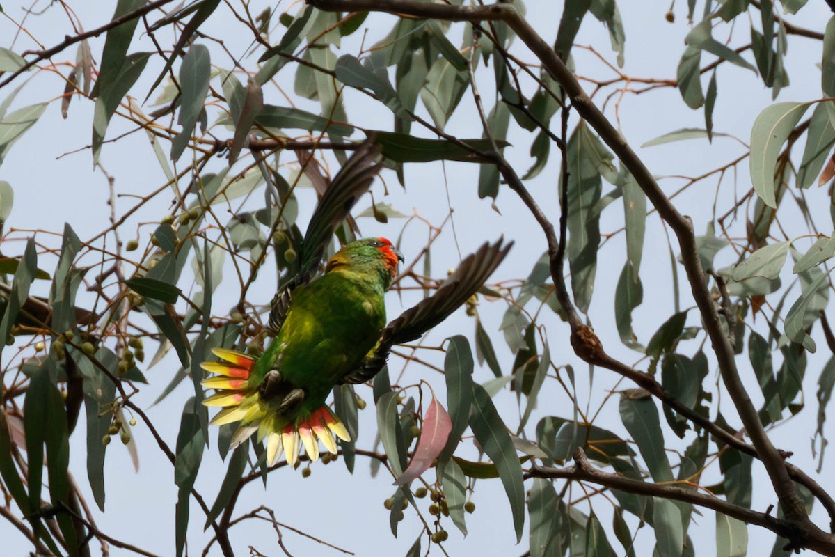 Little Lorikeet - ML628781878