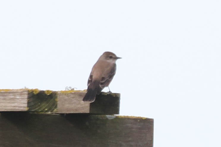 Vermilion Flycatcher - ML628781895