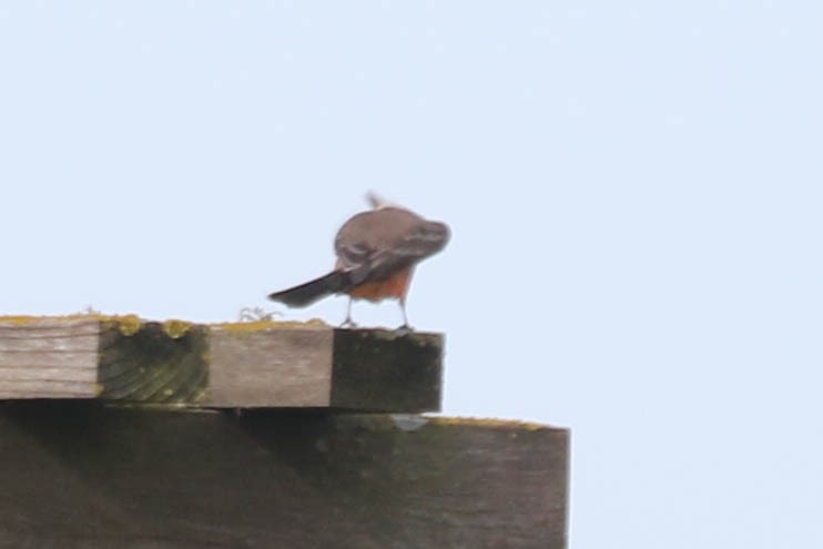 Vermilion Flycatcher - ML628781896