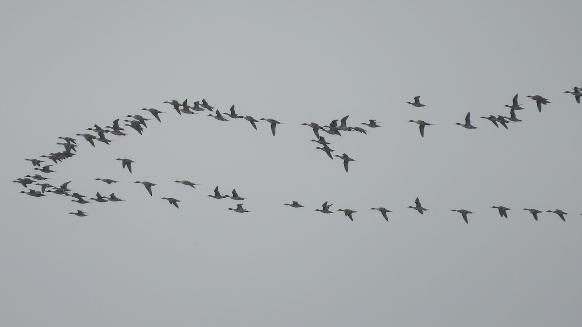 Northern Pintail - ML628781973