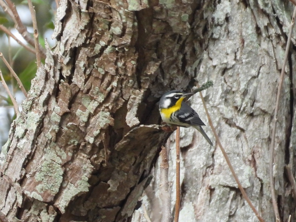 Yellow-throated Warbler - ML628781988