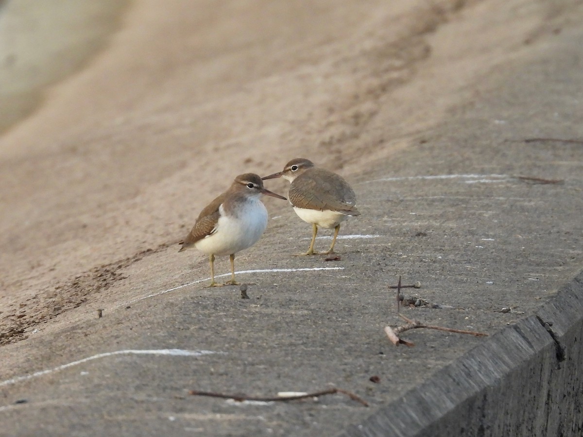 Spotted Sandpiper - ML628782003