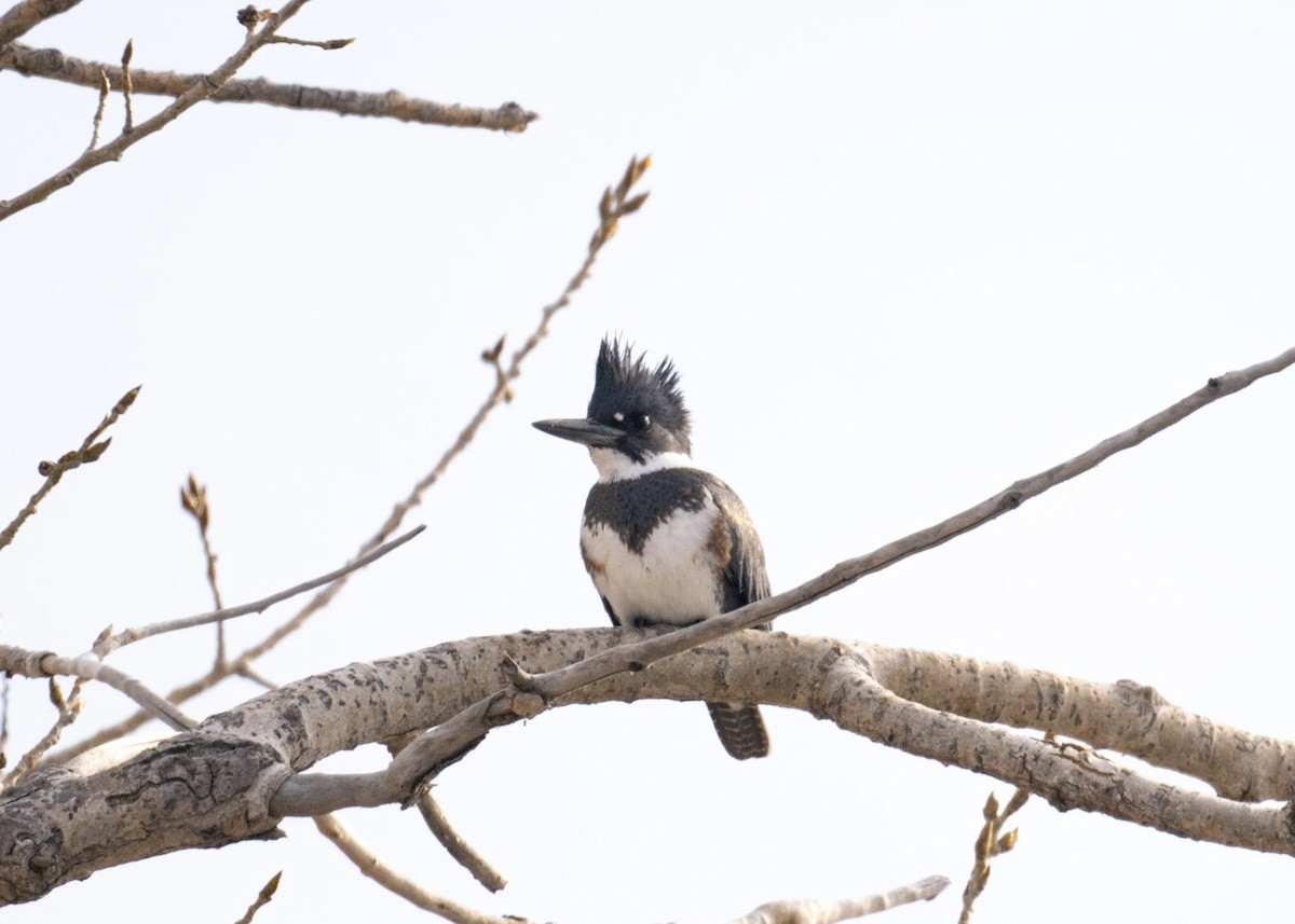 Belted Kingfisher - ML628782010