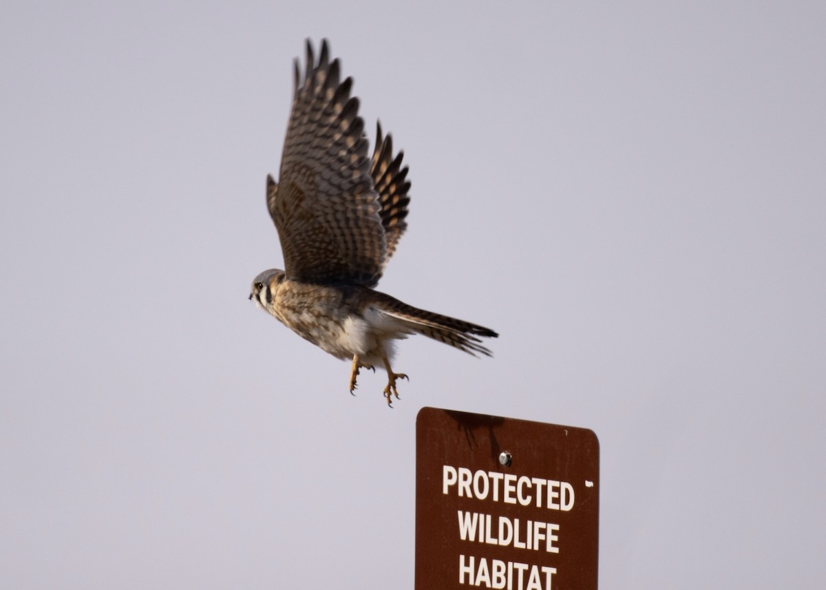 American Kestrel - ML628782018