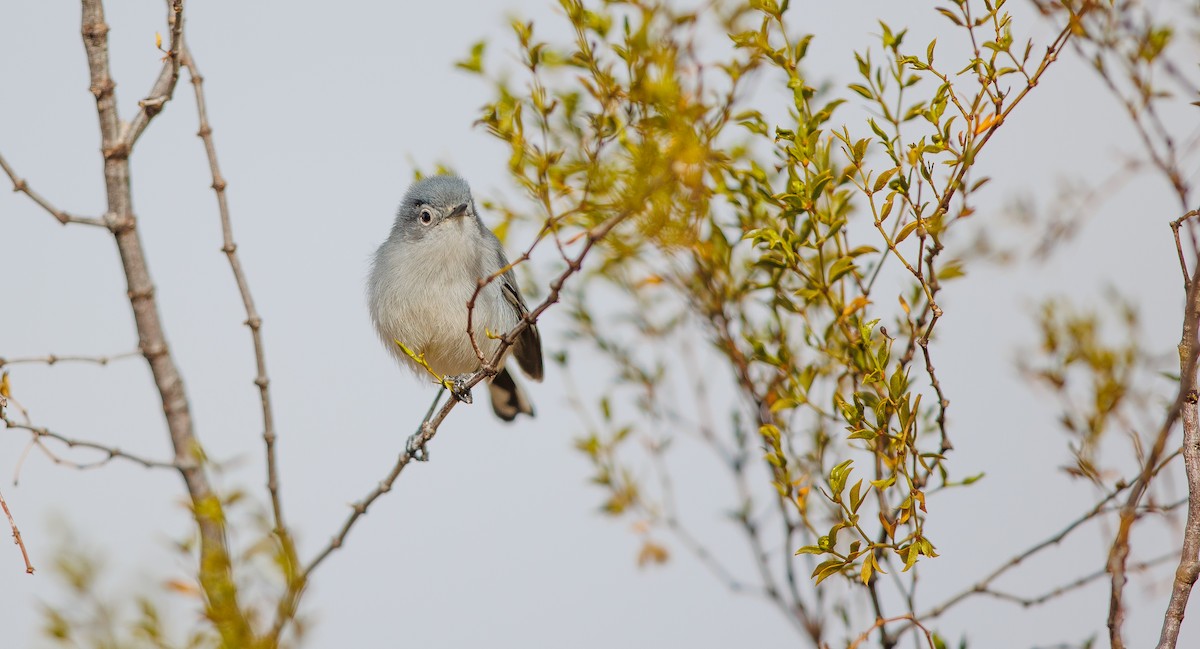 Perlita Colinegra - ML628782103