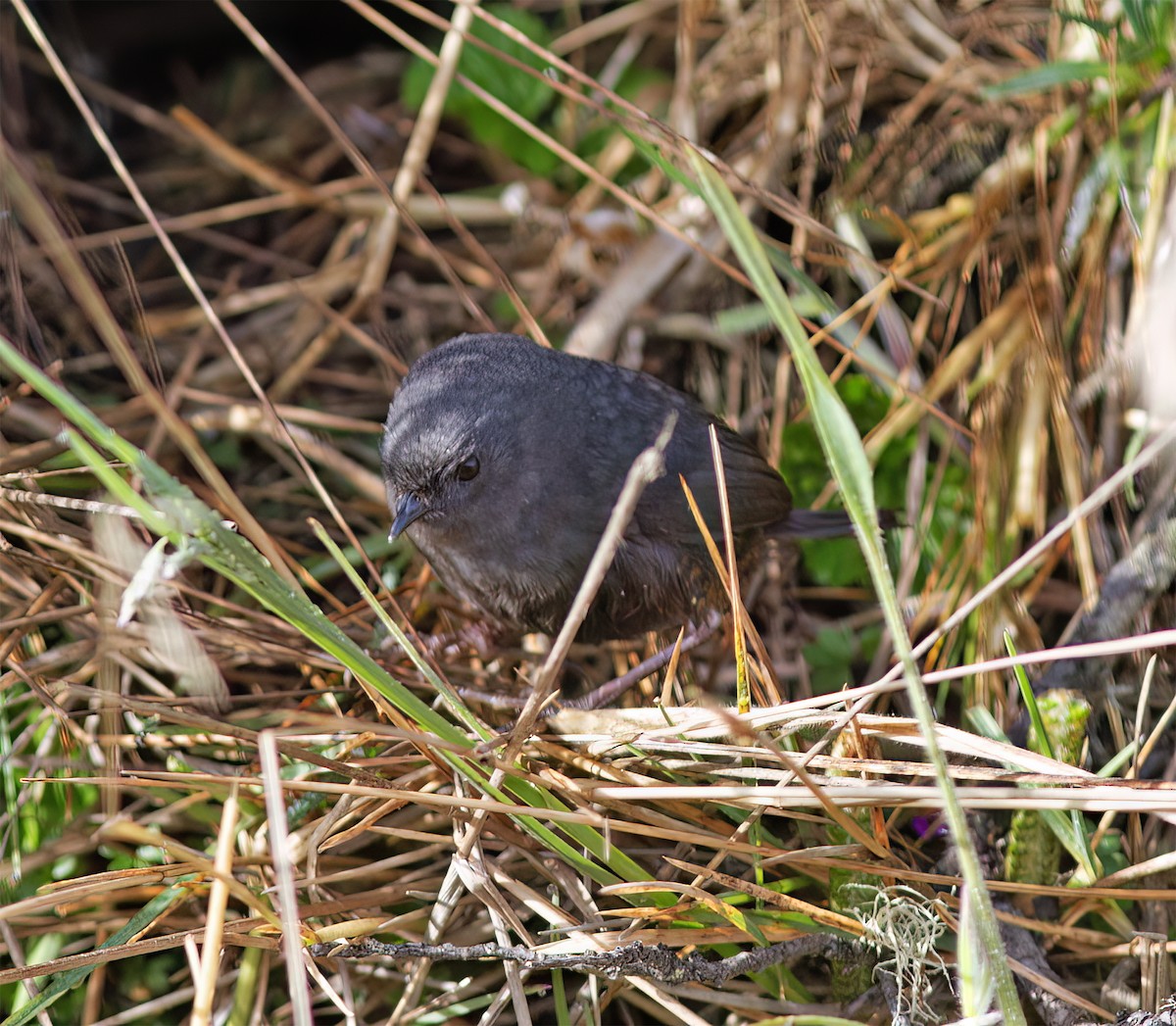Mérulaxe du paramo - ML628782183