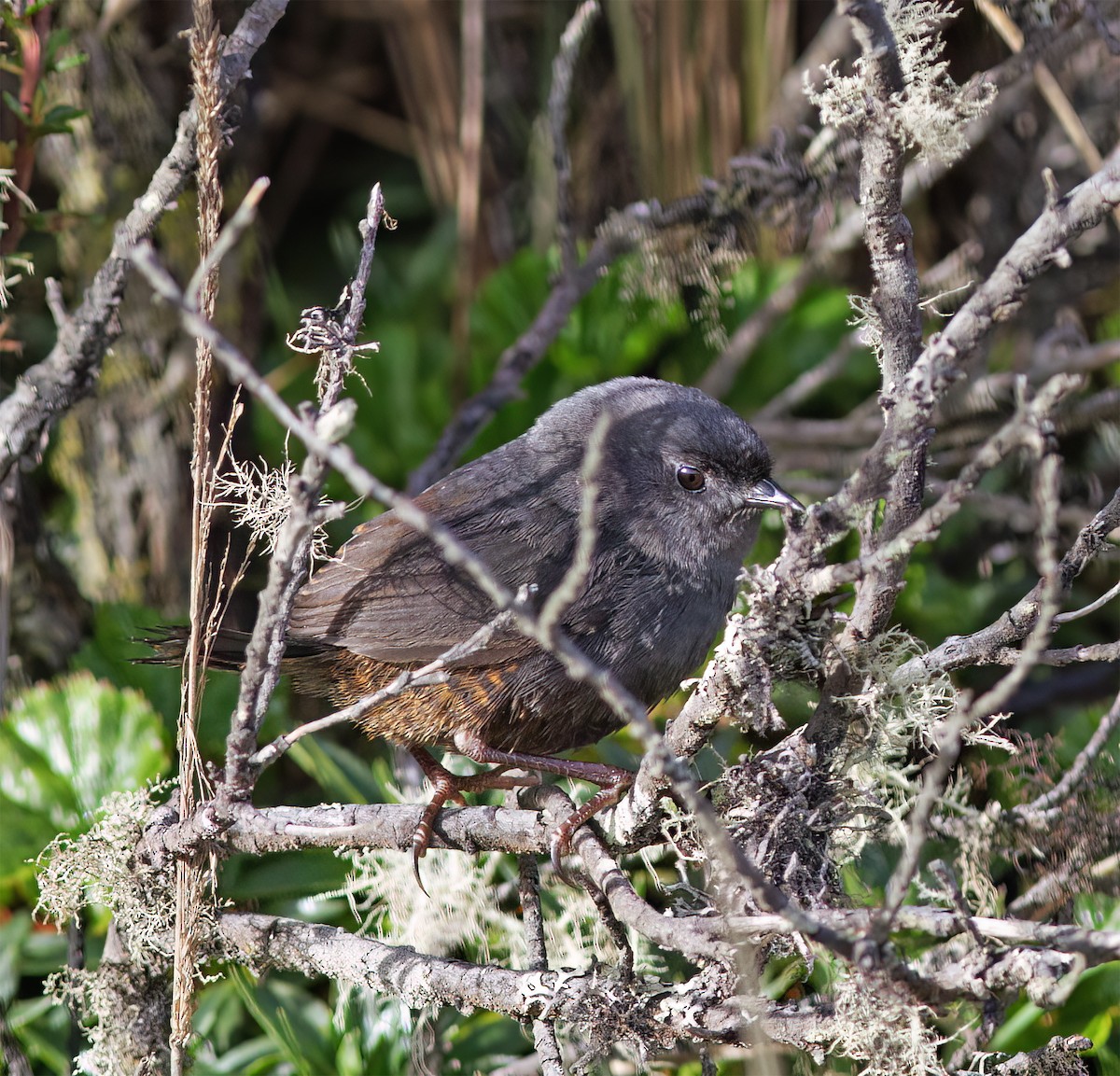 Mérulaxe du paramo - ML628782184