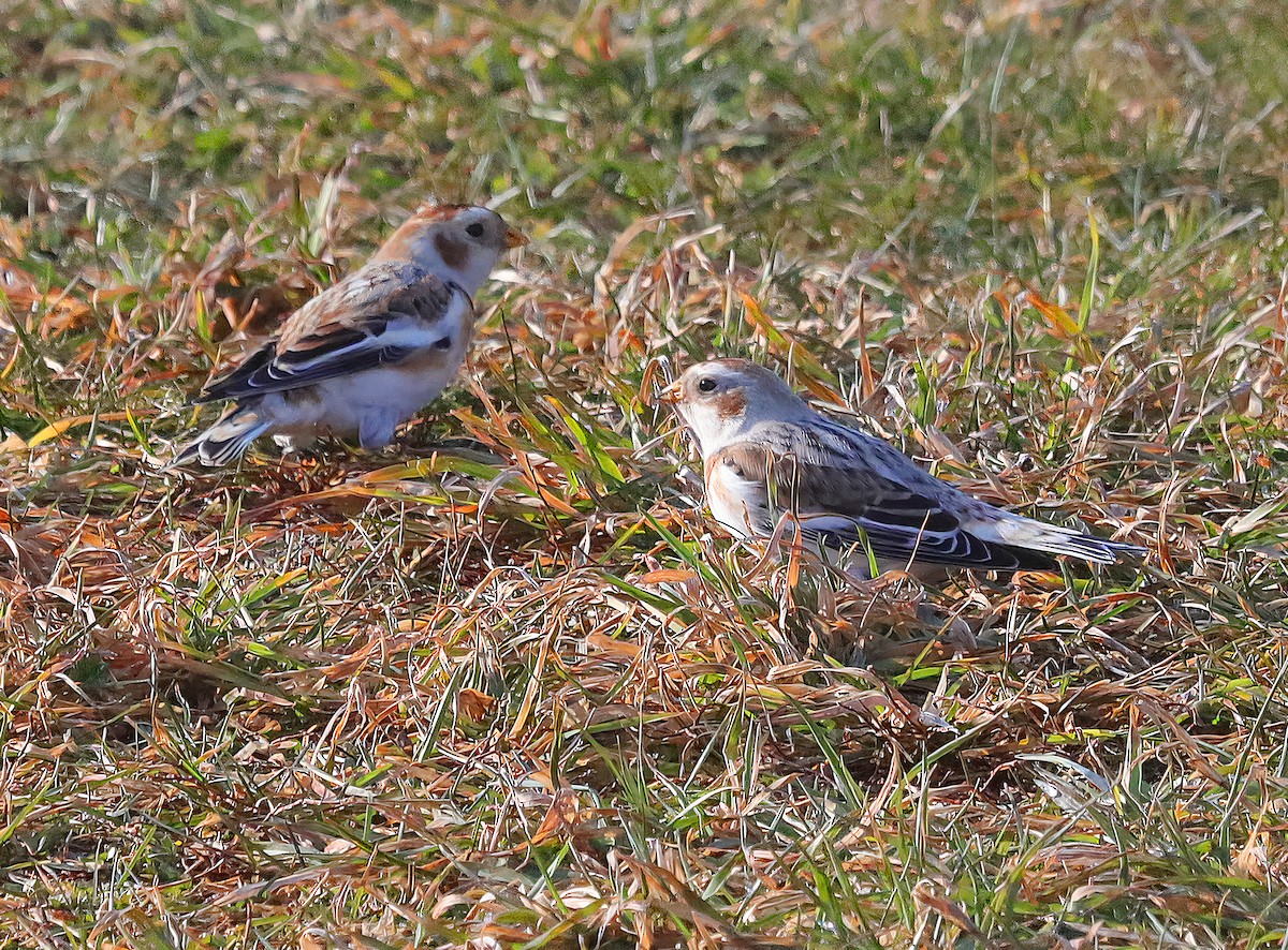 Escribano Nival - ML628782276