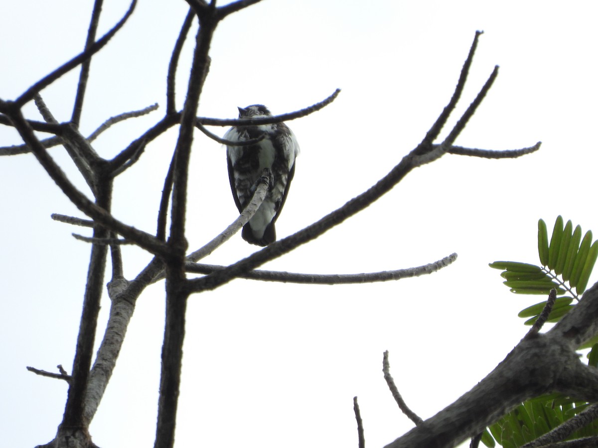 White-browed Purpletuft - ML628782404