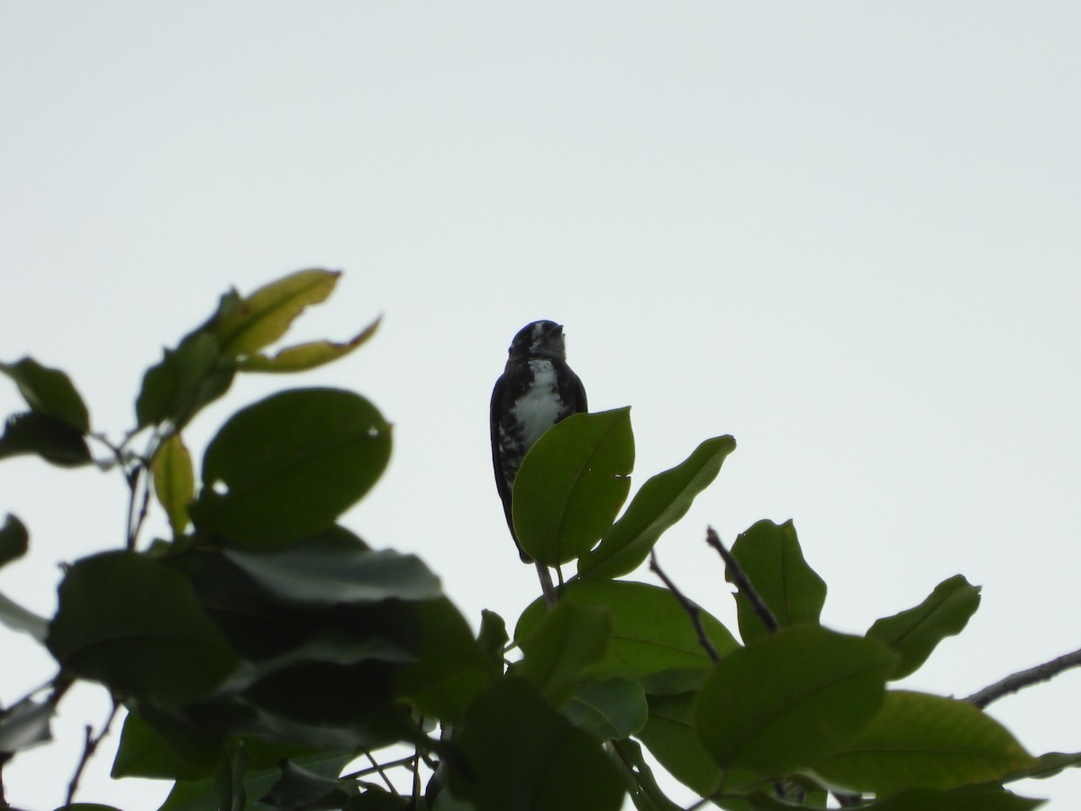 White-browed Purpletuft - ML628782431