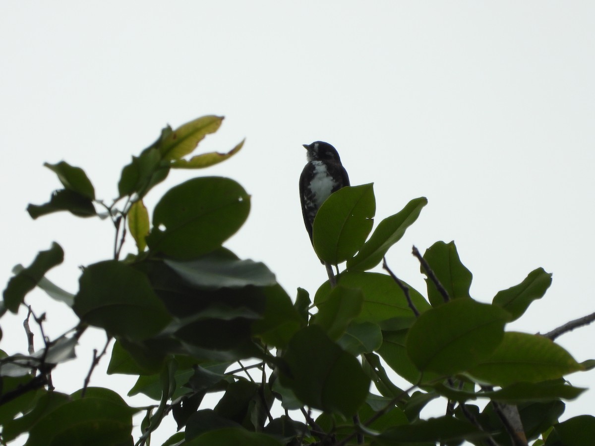 White-browed Purpletuft - ML628782444