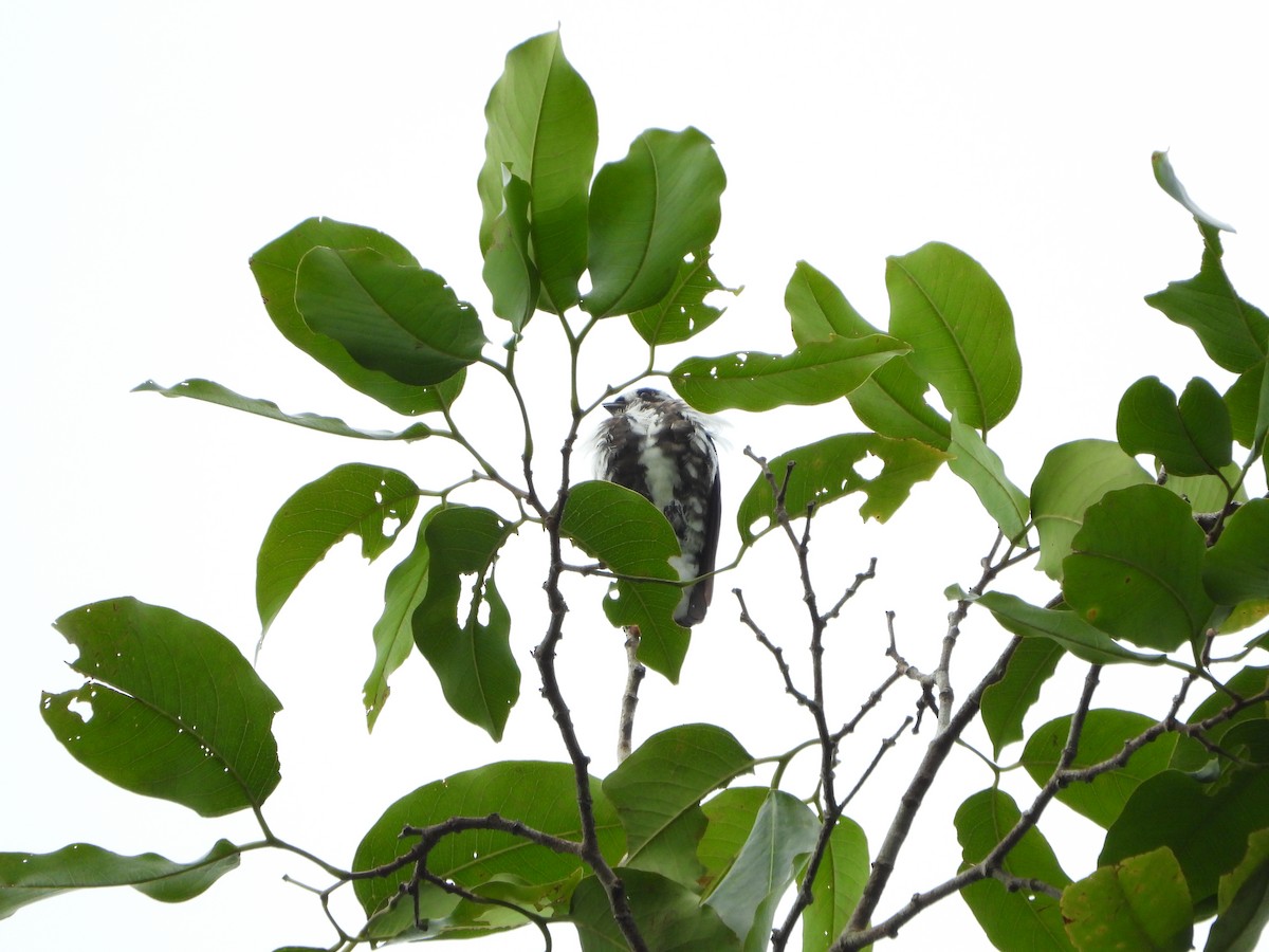 White-browed Purpletuft - ML628782454