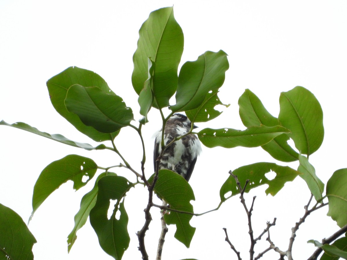 White-browed Purpletuft - ML628782475