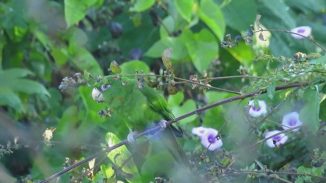Aratinga Cubana - ML628782629