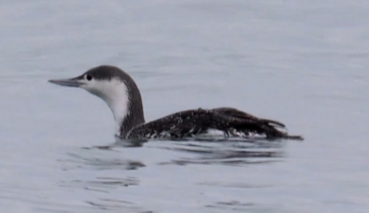 Red-throated Loon - ML628782630