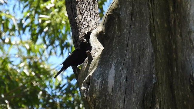 Chopi Blackbird - ML628782892