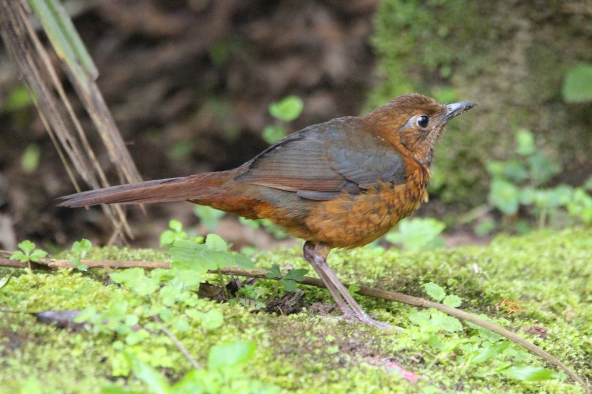 Geomalia - Danny Byrne