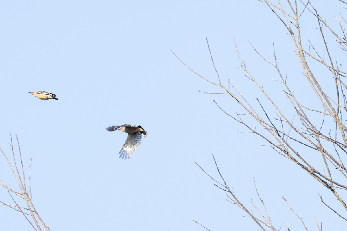 Red-bellied Woodpecker - ML628783127