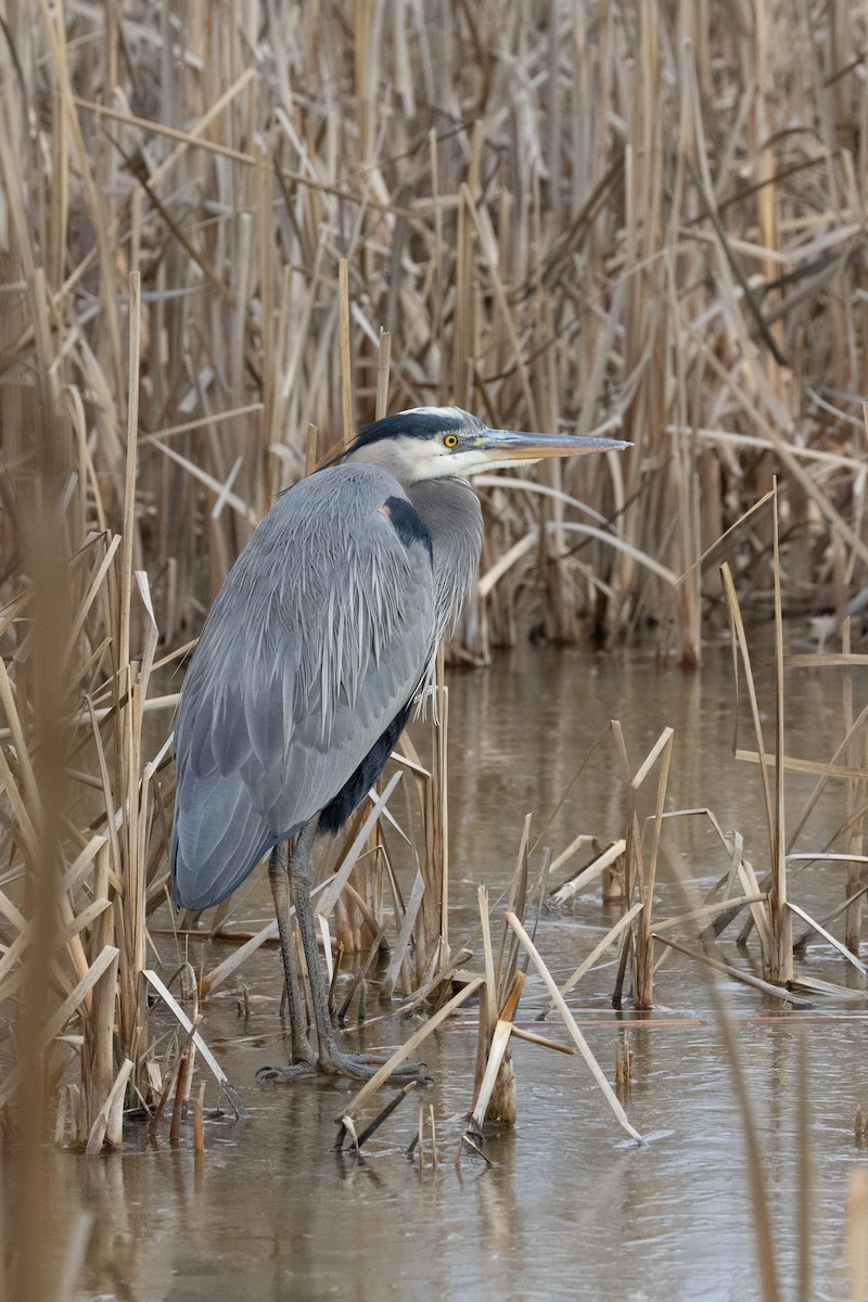 Great Blue Heron - ML628783148