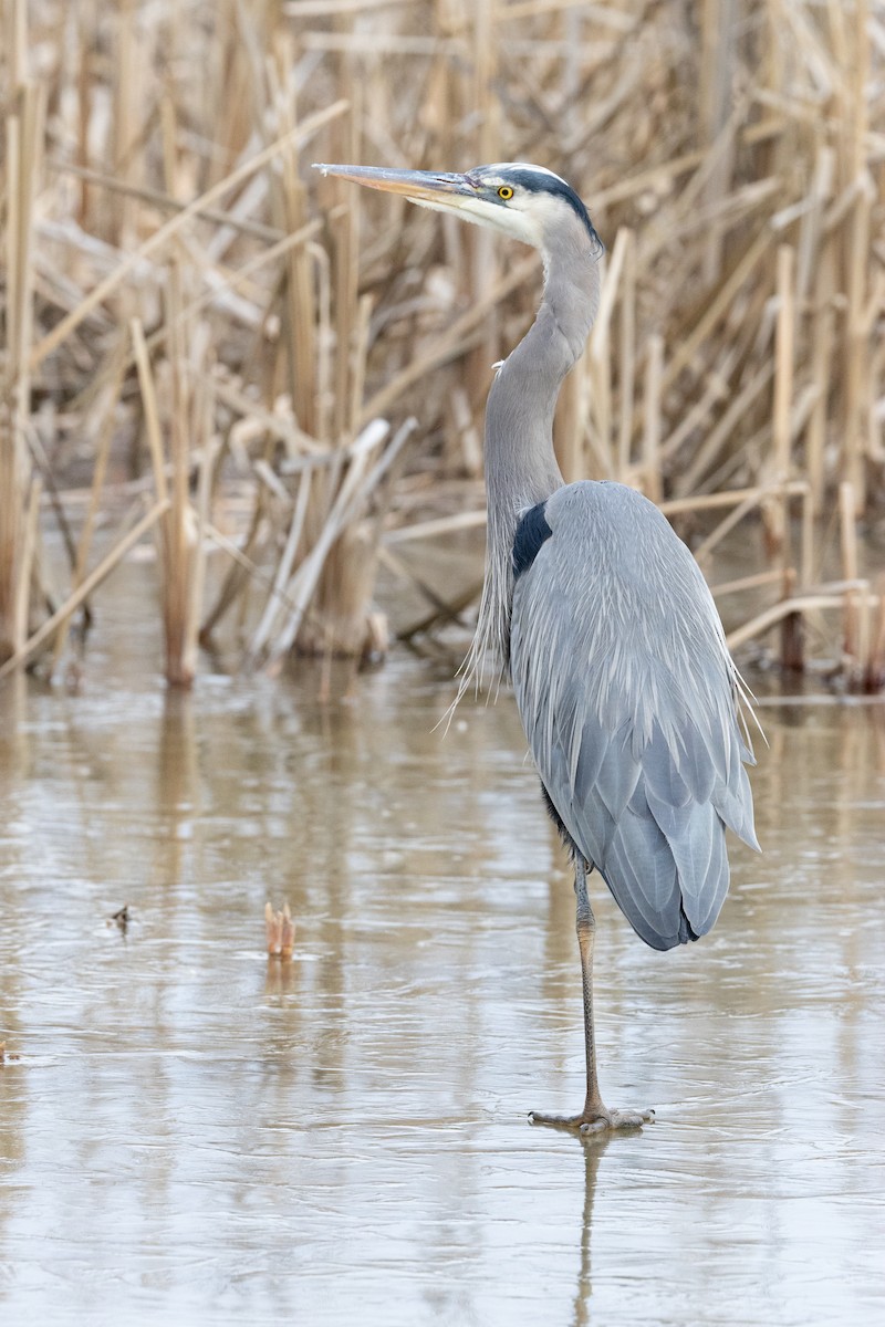 Great Blue Heron - ML628783149