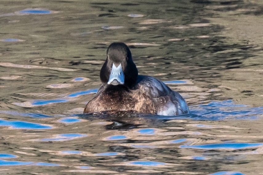 Greater Scaup - ML628783380