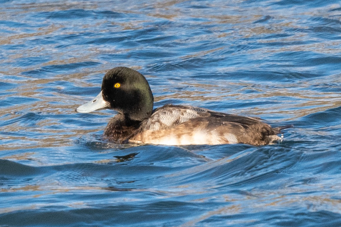 Greater Scaup - ML628783381