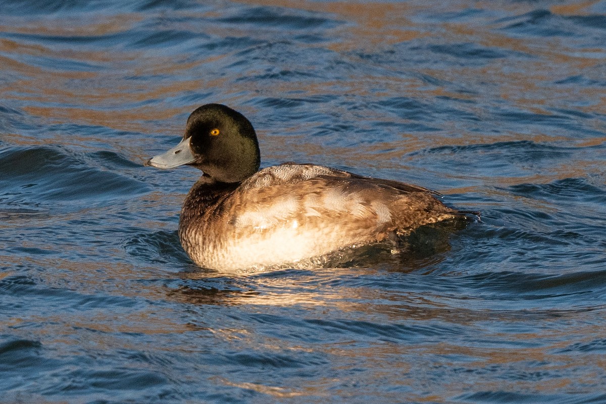 Greater Scaup - ML628783382