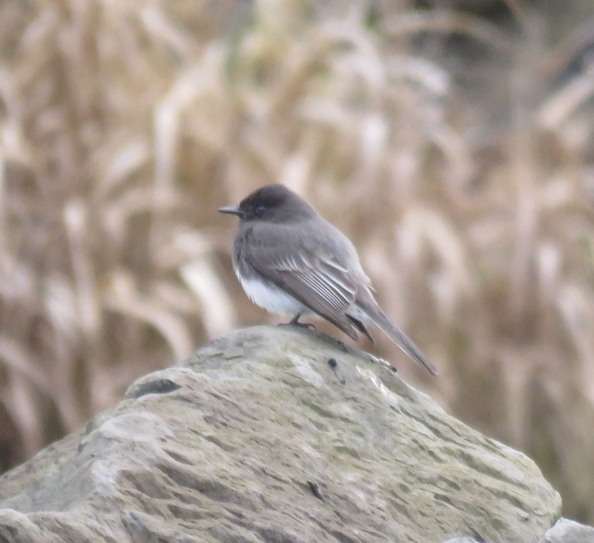 Black Phoebe - ML628783415