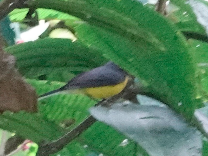 Slate-throated Redstart - ML628783581