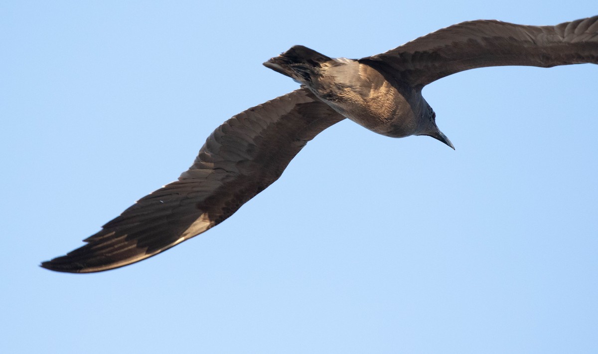 Gray Gull - ML628783680