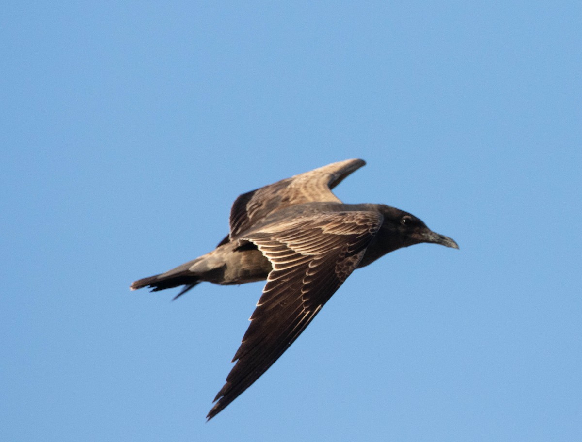 Gray Gull - ML628783681