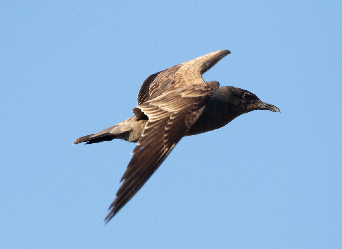 Gray Gull - ML628783682