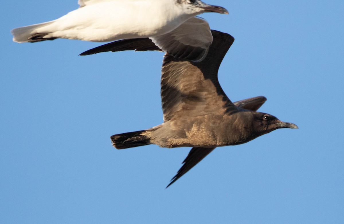 Gray Gull - ML628783684