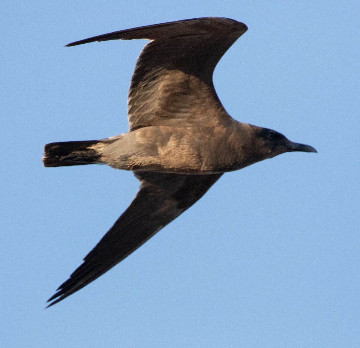 Gray Gull - ML628783686