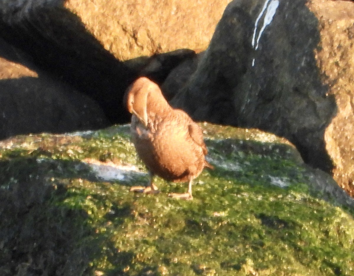 eBird Checklist - 8 Jan 2025 - Rudee Inlet - 12 species