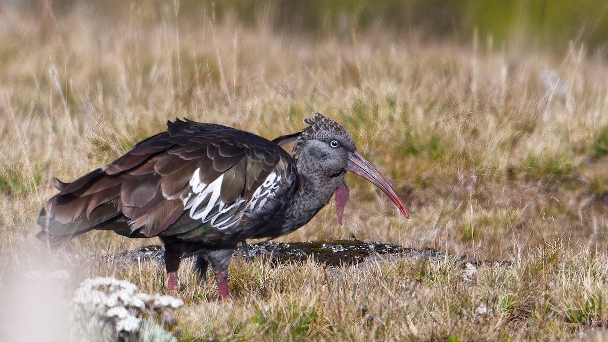Ibis caronculé - ML628784619