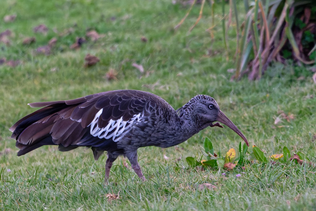 Ibis caronculé - ML628784625