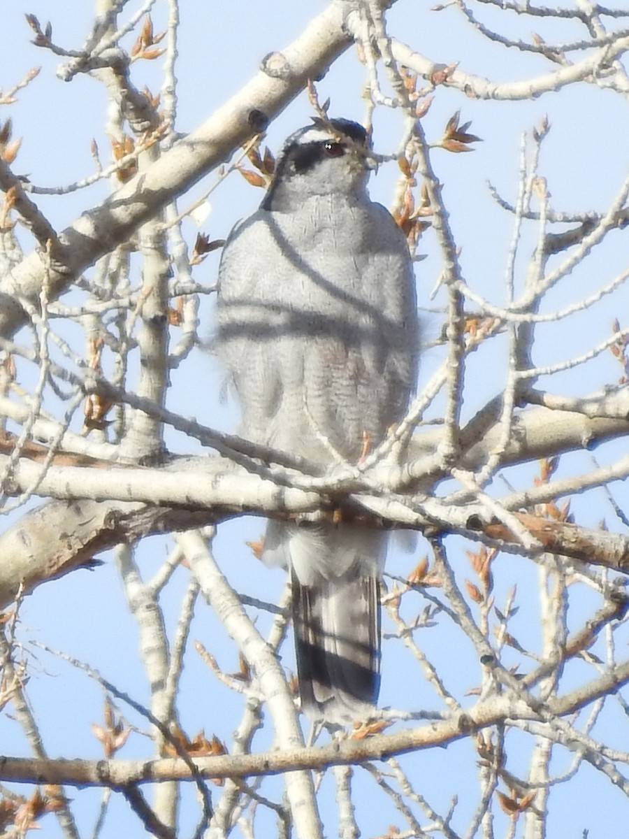 American Goshawk - ML628784685