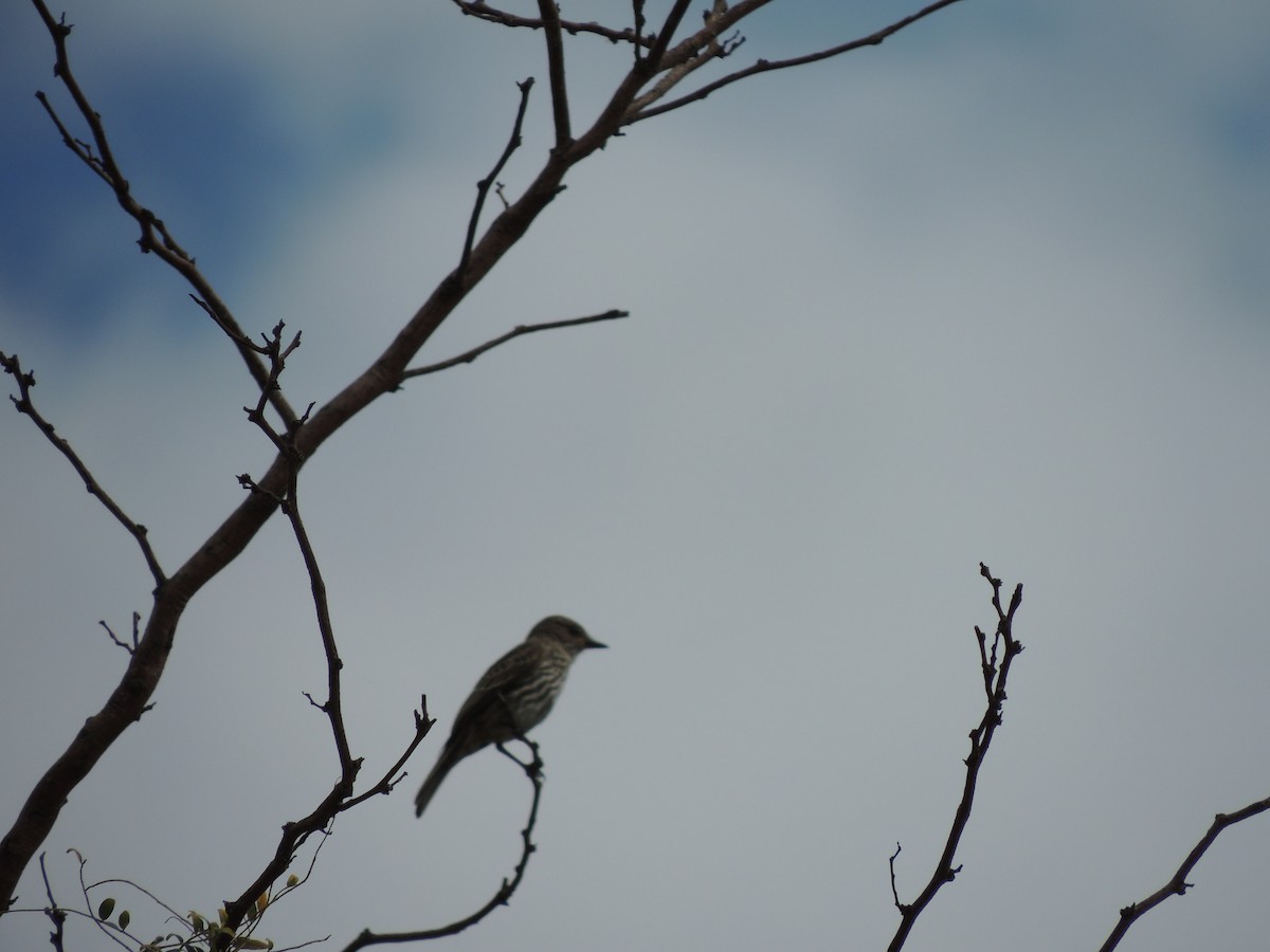 Vermilion Flycatcher - ML628784708