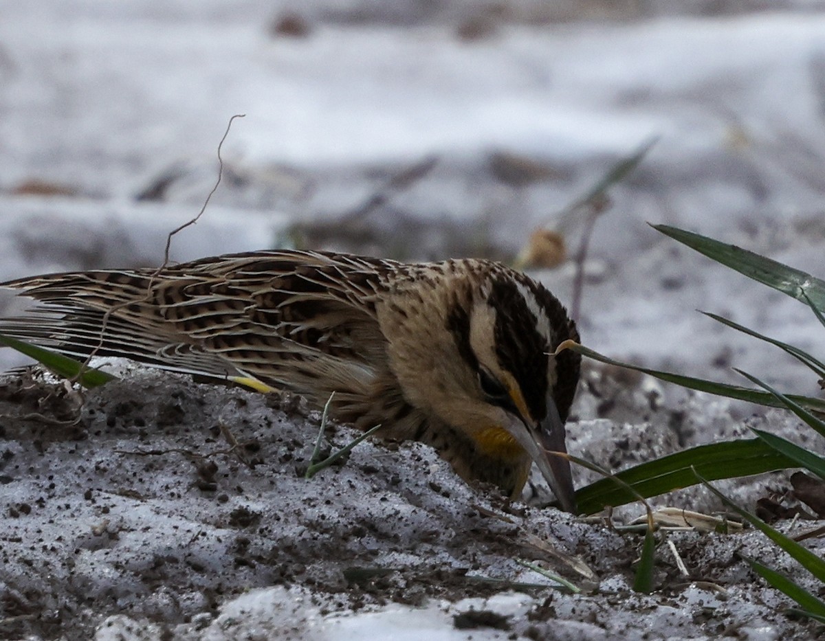 Eastern Meadowlark (Eastern) - ML628784841