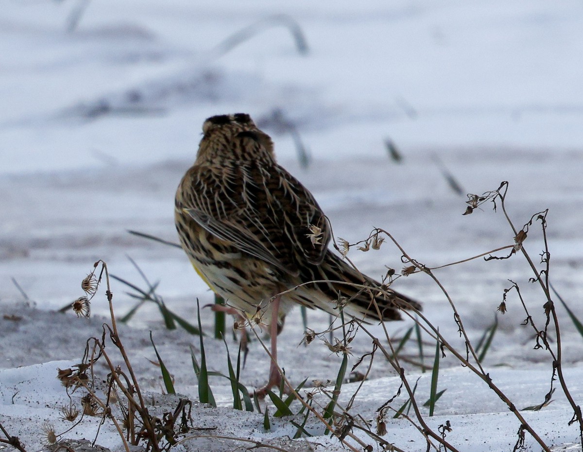 Eastern Meadowlark (Eastern) - ML628784842