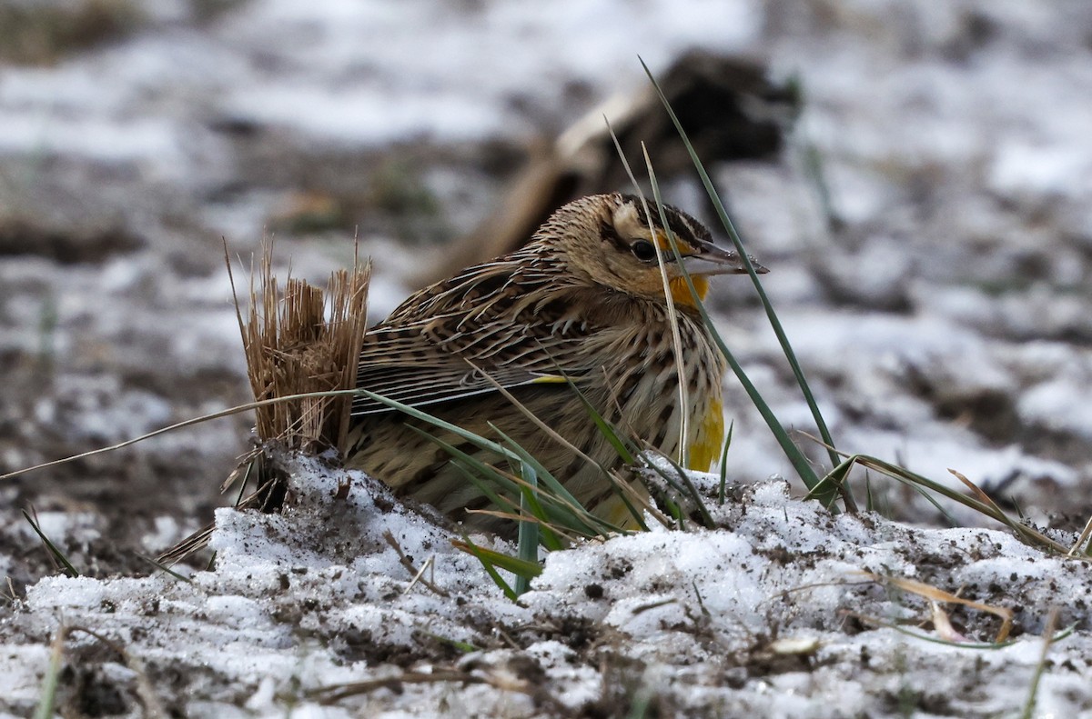 Eastern Meadowlark (Eastern) - ML628784843