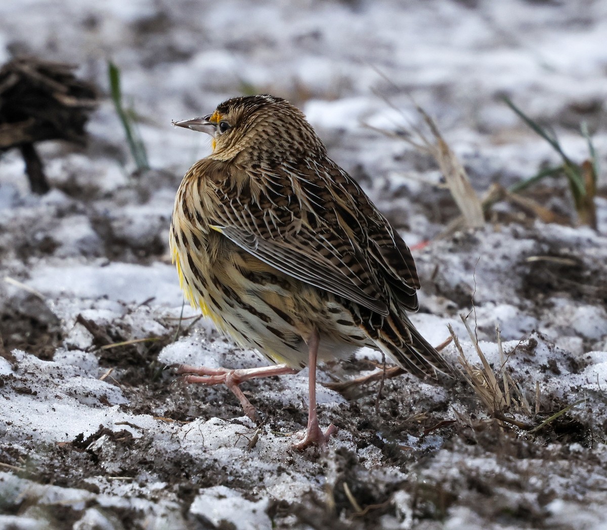 Eastern Meadowlark (Eastern) - ML628784844