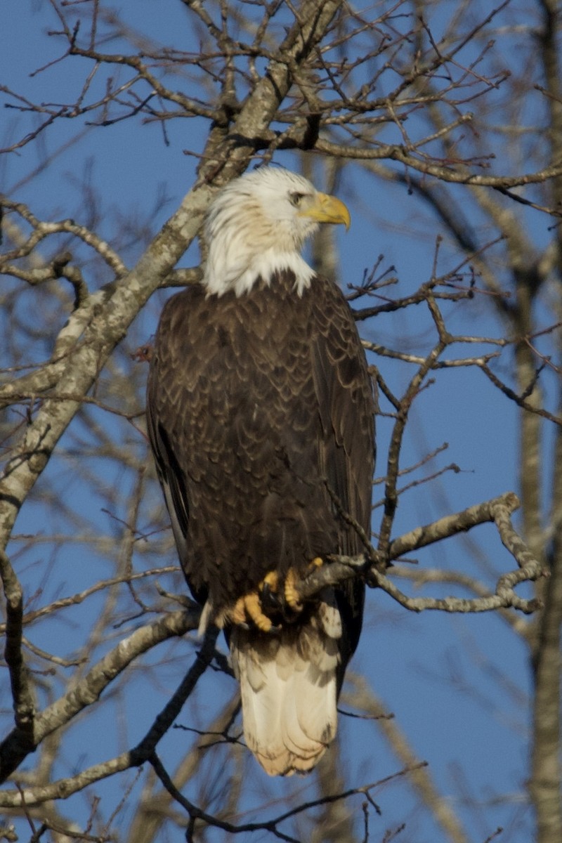 Bald Eagle - ML628784876